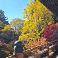 日本紅楓季秘境，漫步書寫山。