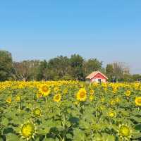 🌻ทานตะวันบานแล้วที่กาญจนบุรี