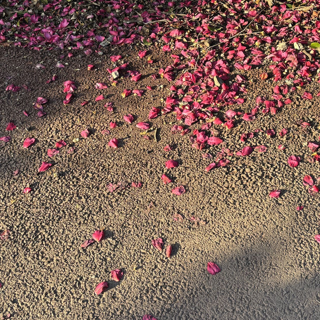 제주 겨울여행 필수코스 동백포레스트🌺