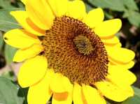 Sera Kogen Farm - Sunflower Festival