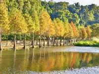 月眉濕地公園-沿岸的300棵落羽松，形成壯麗如畫的景色