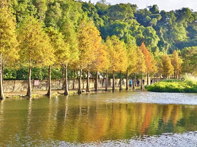 月眉濕地公園-沿岸的300棵落羽松，形成壯麗如畫的景色