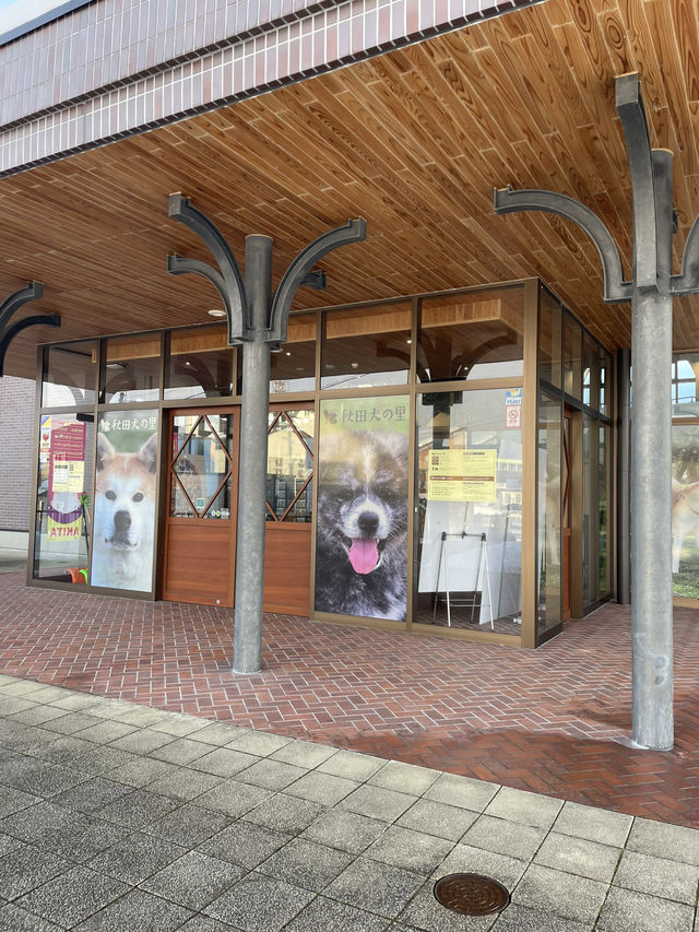 【秋田大館観光】秋田犬の里