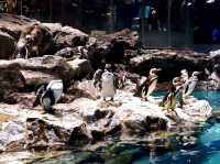 Sumida Aquarium: a hidden gem