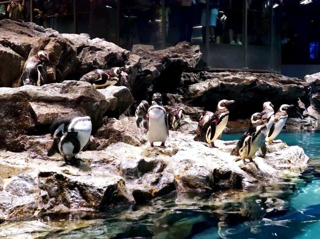 Sumida Aquarium: a hidden gem