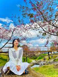 Cherry blossom at Sakura bridge🌸