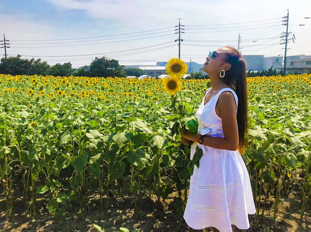 【愛知】黄色の絨毯🌻一面に広がるひまわり畑を楽しむ