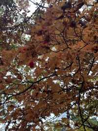 大沼國定公園賞楓
