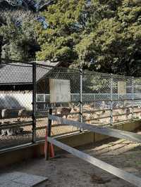 歴史と自然が融合する場所、『鹿島神宮』の魅力⛩️