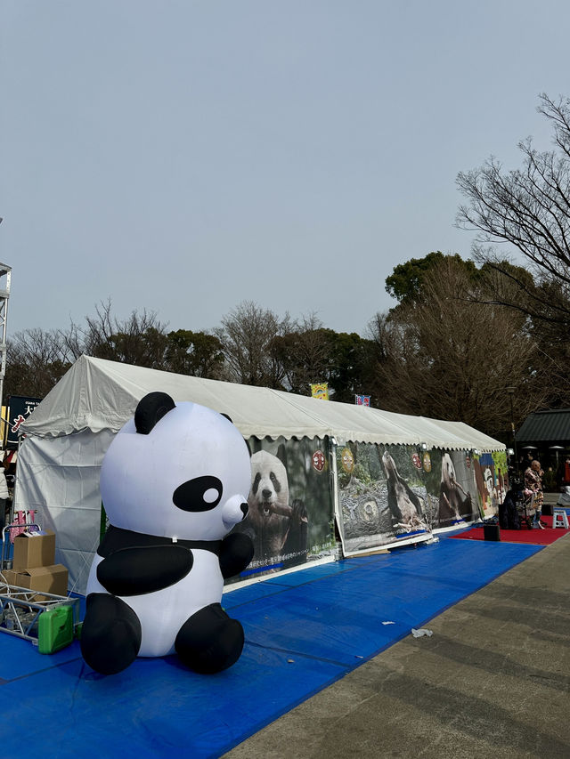 上野熊貓春日祭與牛舌美食之旅🐼🐄