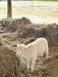 🐑 ม่อนแกะ เขาค้อ 🐏🐑🐑