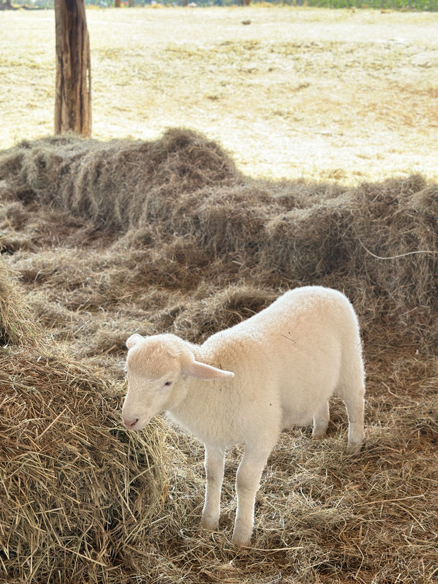 🐑 ม่อนแกะ เขาค้อ 🐏🐑🐑