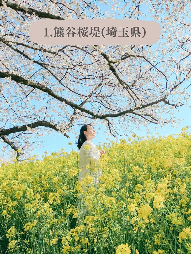全国のソメイヨシノオススメスポット🌸
