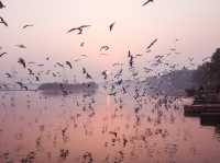 Tranquil Birdwatching Experience at Yamuna Ghat