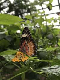 Fluttering Romance: A Couple’s Trip to Entopia Butterfly Farm 🦋❤️