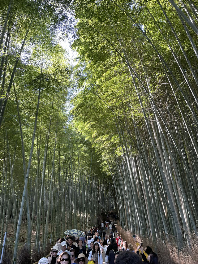 🇯🇵 Kyoto’s Beauty: Rising Sun Above the Crowds