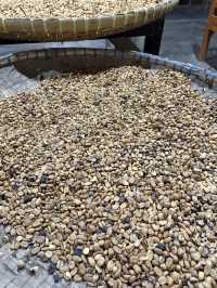 Kopi Luwak Mataram｜免費試喝印尼最貴咖啡☕️必買伴手禮