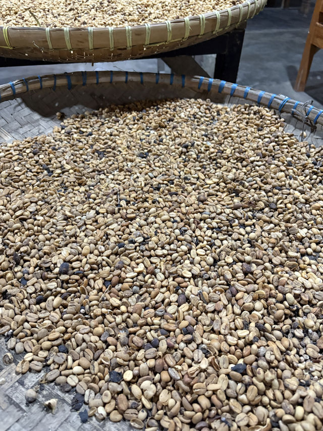 Kopi Luwak Mataram｜免費試喝印尼最貴咖啡☕️必買伴手禮