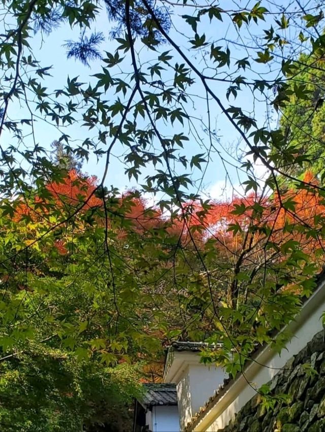 自然に溶け込む県下随一の紅葉の名所