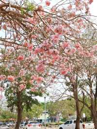 ชมดอกชมพูพันธุ์ทิพย์ ม. เกษตร กำแพงแสน นครปฐม