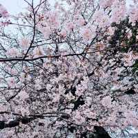 Shinjuku Gyoen: A Sakura Wonderland in the Heart of Tokyo 🇯🇵