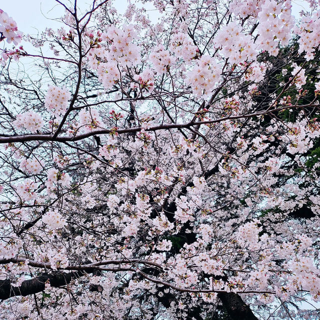 Shinjuku Gyoen: A Sakura Wonderland in the Heart of Tokyo 🇯🇵