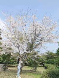 🌸 봄 나들이 추천! 제주 상효원 🌿🏡