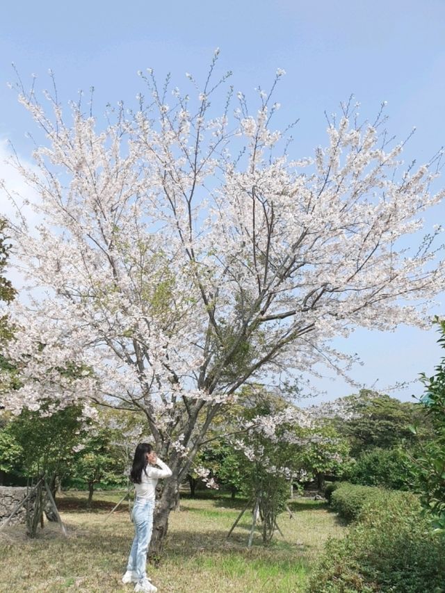 🌸 봄 나들이 추천! 제주 상효원 🌿🏡