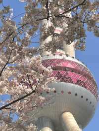 上海陸家嘴櫻花：現代都市中的春日浪漫
