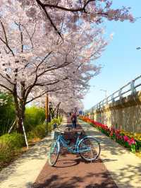 대저생태공원의 벚꽃터널과 벚꽃라이딩🚲🌸