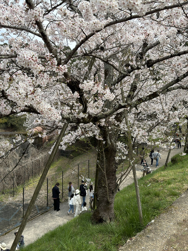 京都蹴上鐵道的櫻花奇蹟 🌸✨