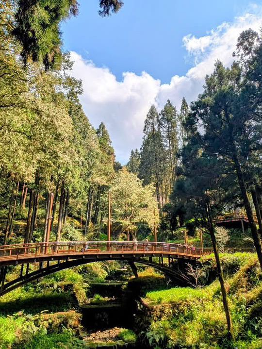 阿里山國家森林遊樂區巨木群棧道 