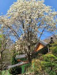 고즈넉한 산사, 구례 천은사 🏯🌿