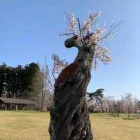 Mikamine Park (三神峯公園)