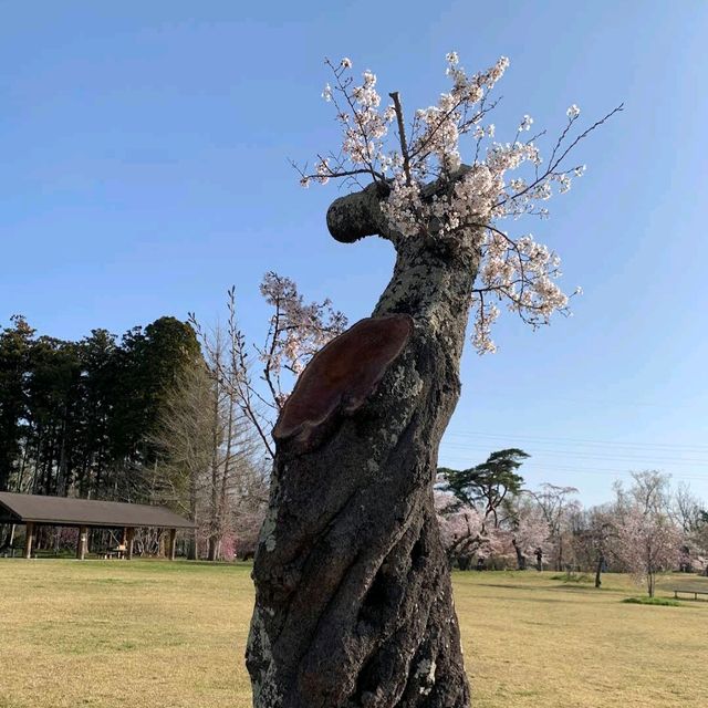Mikamine Park (三神峯公園)