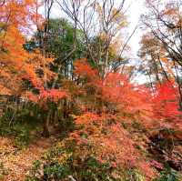 Dainohara Forest Park (台原森林公園)