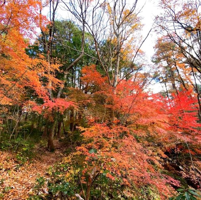 Dainohara Forest Park (台原森林公園)