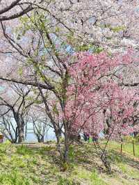 韓國🇰🇷 釜山 三樂生態公園賞櫻🌸