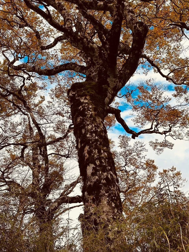鎏金般耀眼的太平山山毛櫸步道
