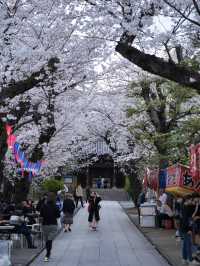 【東京】行かなきゃ損‼️都会の喧騒を忘れて桜を愛でる✨※屋台もあるよ