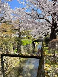 Chasing Sakura at Philosopher’s Path