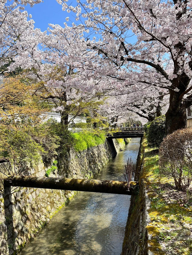Chasing Sakura at Philosopher’s Path