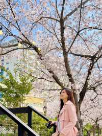 Whispers of Spring: Dancing Among Sakura at Bomun Lake