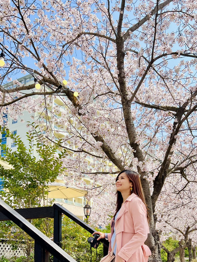 Whispers of Spring: Dancing Among Sakura at Bomun Lake