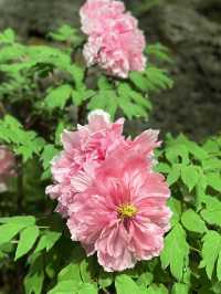 Spring in Full Bloom at Yuushien