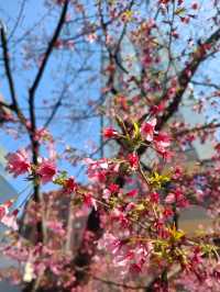 From Cherry Blossoms to Lantern Glow: Sensō-ji’s Changing Beauty