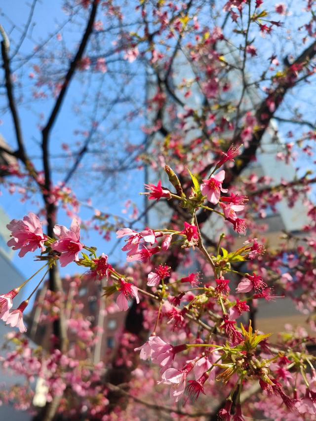 From Cherry Blossoms to Lantern Glow: Sensō-ji’s Changing Beauty