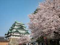 Chasing Sakura in Nagoya City 
