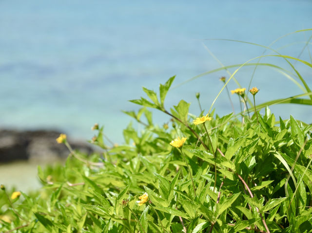 Spring Trip to Okinawa: Miyuki Beach