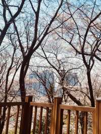 Temi's Floral Frame: Spring Photography Spot